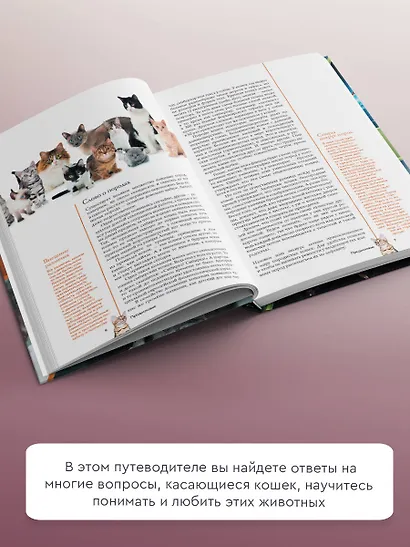 Кошки - фото 5