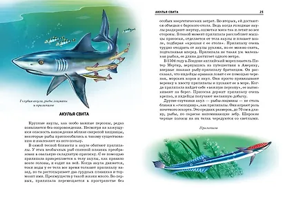 Акулы и скаты - фото 3