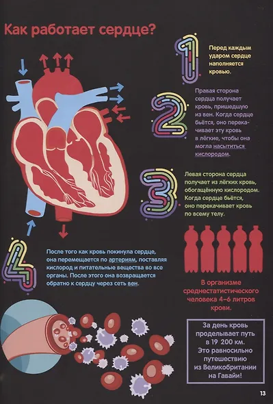 Тело человека. Инфографика - фото 6