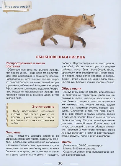 Кто живет в лесу? - фото 5