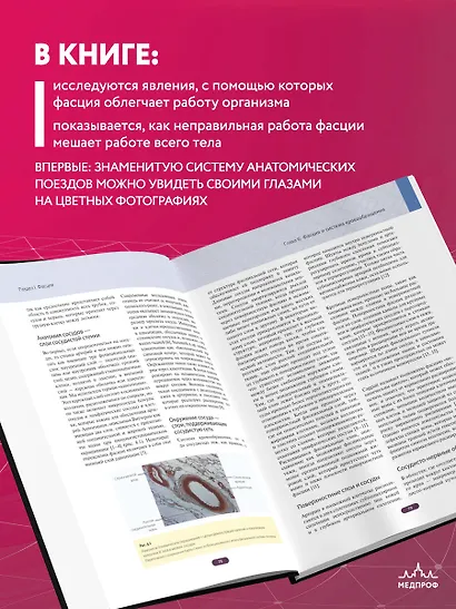 Фасция. Функциональные и медицинские аспекты - фото 6