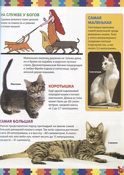 Моя первая книга о кошках и котятах. Детская энциклопедия - фото 3