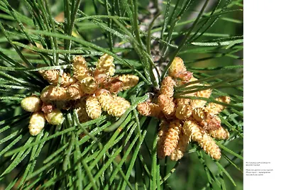 Цветы. Естественная история - фото 9