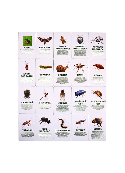 Первый словарь в картинках "Насекомые, моллюски, многоножки, членистоногие" - фото 2
