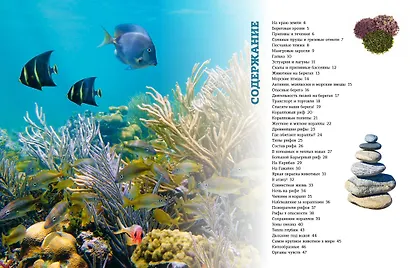 Загадки морей и океанов - фото 9