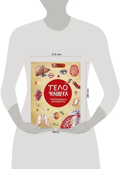 Тело человека. Иллюстрированный путеводитель - фото 3