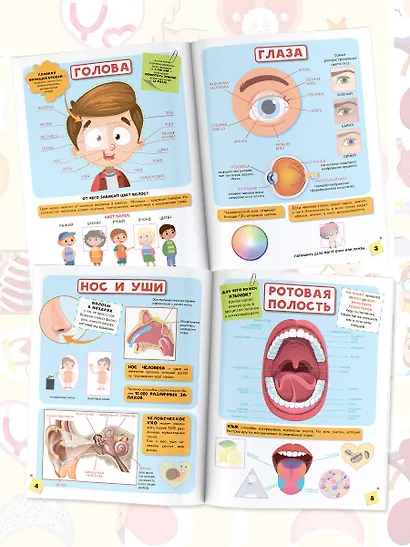 Тело человека - фото 5