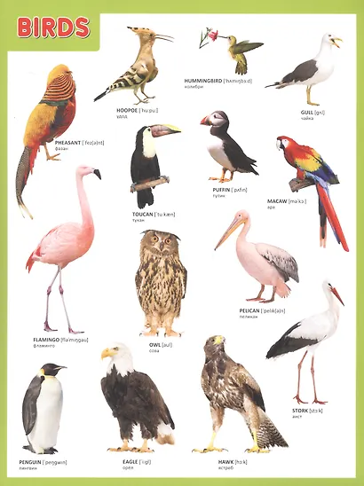 Мой первый английский словарик в картинках - фото 3