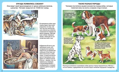 Домашние питомцы - фото 3