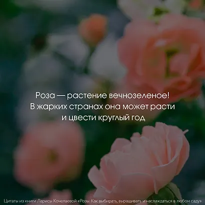 Розы. Как выбирать, выращивать и наслаждаться в любом саду - фото 11