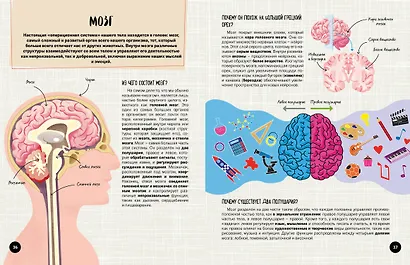 Что? Как? Почему? Мои первые знания про ТЕЛО ЧЕЛОВЕКА (с постером) - фото 9