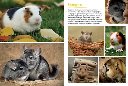 Моя большая книга о животных - фото 8