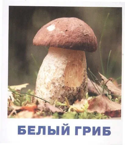 Грибы наших лесов. Карточки для детей с подсказками для взрослых - фото 2