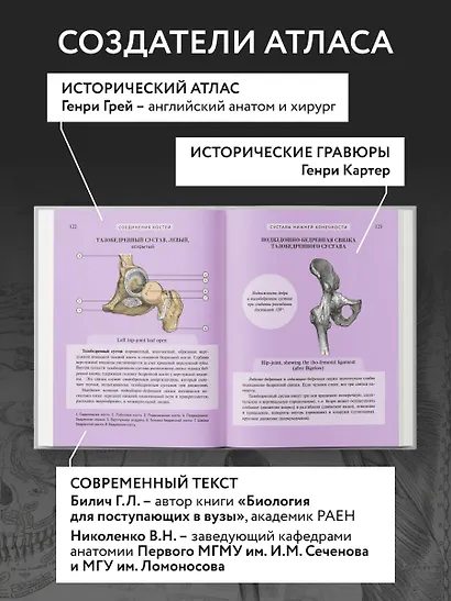 Популярный атлас анатомии человека. Анатомия Грея. 200 классических иллюстраций - фото 9