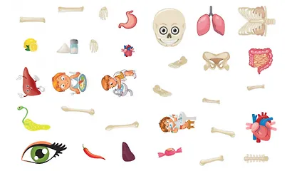 Тело человека. Моя первая энциклопедия с наклейками - фото 6