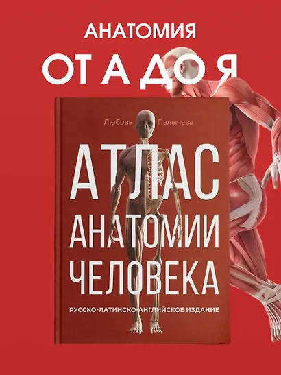 Атлас анатомии человека. Русско-латинско-английское издание - фото 4