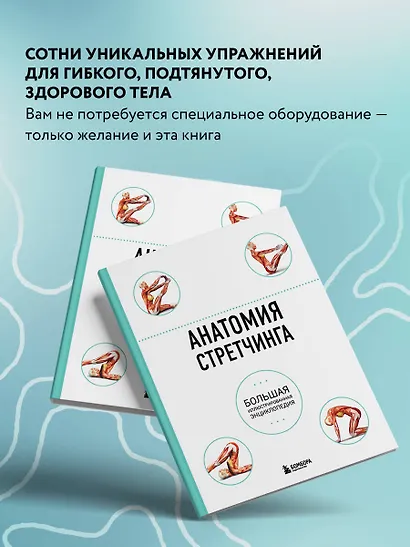 Анатомия стретчинга. Большая иллюстрированная энциклопедия - фото 6