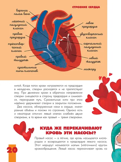 Тело человека - фото 9