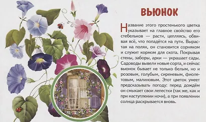 Обучающие карточки "Садовые цветы" - фото 5