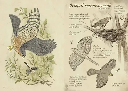 Птицы леса. Артбук - фото 15