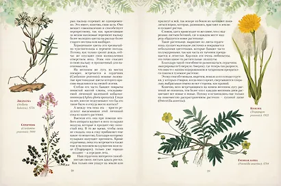 Дары русского леса. Грибы, ягоды и целительные растения - фото 7