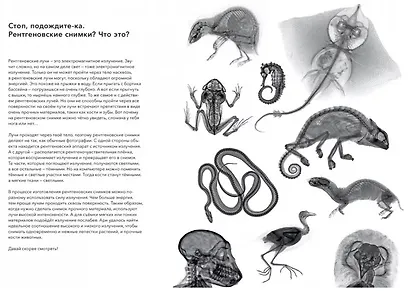 Вижу насквозь. Уникальные рентгеновские снимки животных - фото 4