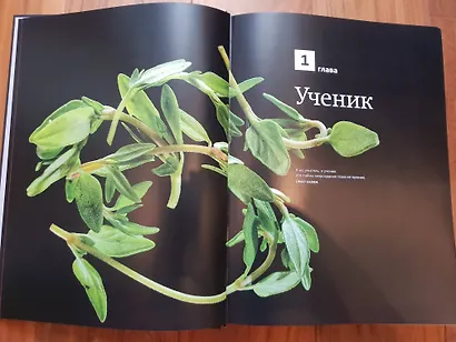 Казан. Кулинарный самоучитель - фото 9