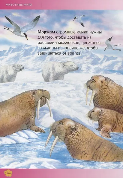 Лучшая энциклопедия животных для детей(МЕЛОВКА) - фото 3
