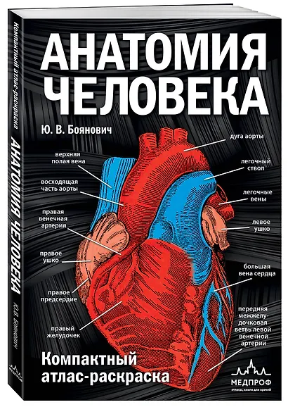 Анатомия человека: компактный атлас-раскраска - фото 3