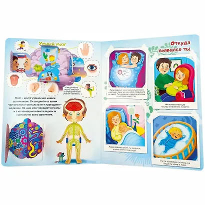 Моя первая анатомия. Книжка с окошками - фото 5