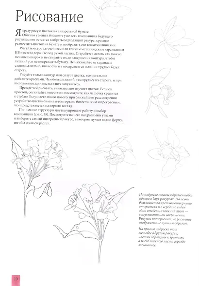 Акварельные портреты цветов. Практическое руководство по ботанической иллюстрации - фото 5