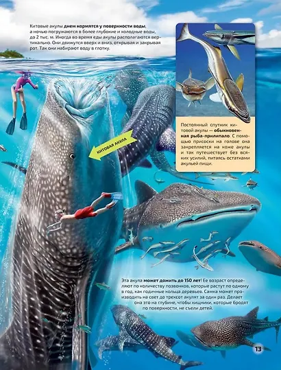 Моря и океаны. Иллюстрированный атлас - фото 5