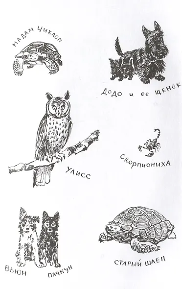 Моя семья и другие звери. Повесть - фото 3