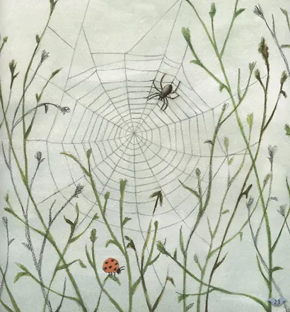 Где живут животные - фото 4