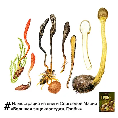 Грибы. Большая энциклопедия - фото 9