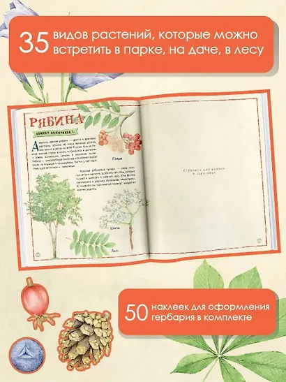 Мой первый гербарий - фото 4