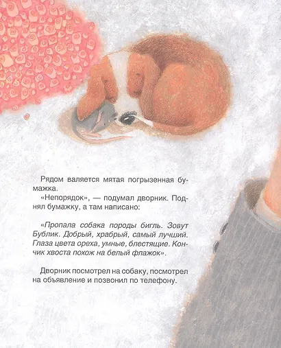 Бигль Бублик ищет дом - фото 6