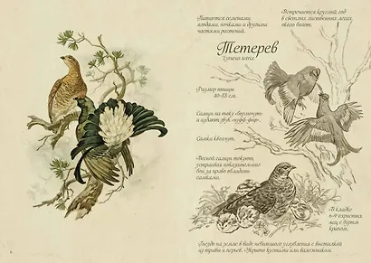 Птицы леса. Артбук - фото 14