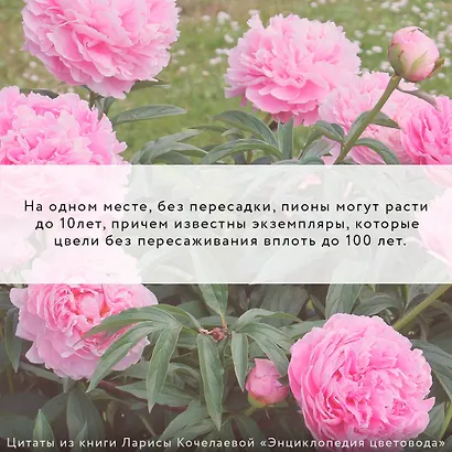 Энциклопедия цветовода - фото 6