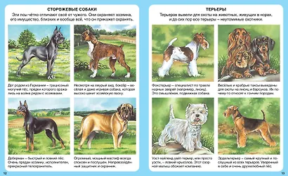 Домашние питомцы - фото 6