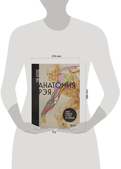 Анатомия Рэя. Большое руководство по рисунку для художников - фото 4