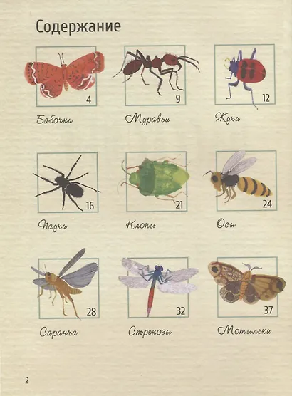 Насекомые. Удивительный маленький мир - фото 2