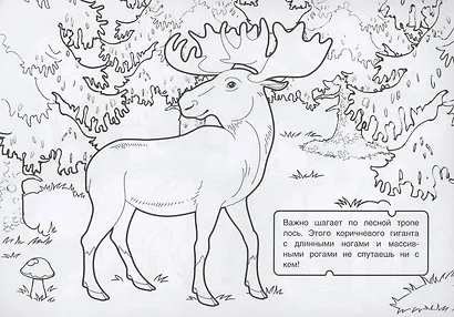Раскраска В лесу - фото 2
