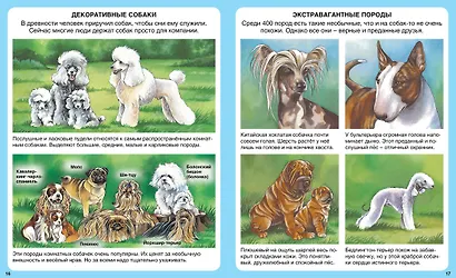 Домашние питомцы - фото 8