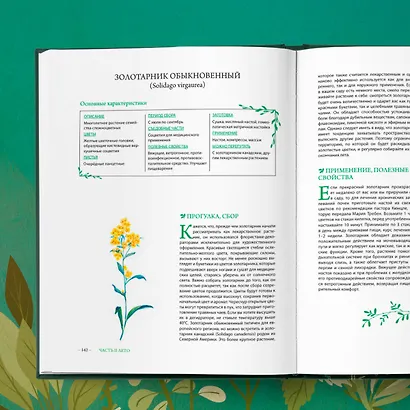 Гримуар травницы. Иллюстрированный справочник по сбору, заготовкам и полезным свойствам дикорастущих растений - фото 12