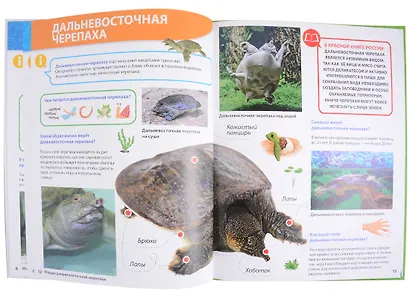 ПЕРВАЯ ДЕТСКАЯ ЭНЦИКЛОПЕДИЯ. ВСЁ О КРАСНОЙ КНИГЕ МАЛЫШАМ - фото 10