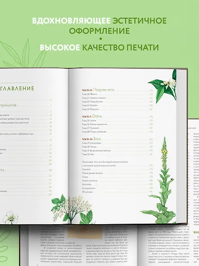 Дикие травы: как найти целебные продукты и создать собственные натуральные лекарства - фото 6