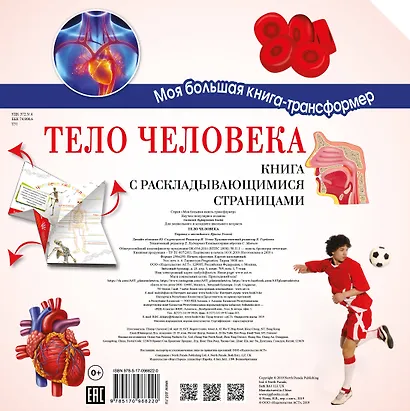 Тело человека - фото 2