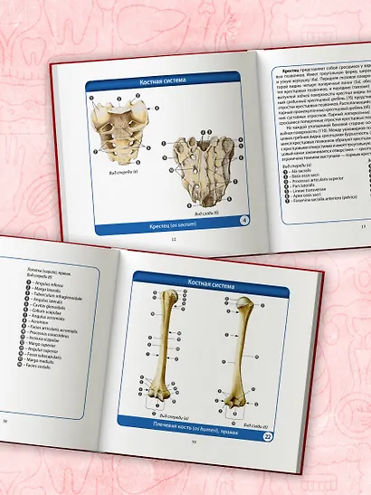 Анатомия человека. Компактный атлас. Опорно-двигательный аппарат - фото 8