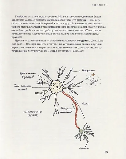 В моей голове. Как устроен мозг и зачем он нам нужен - фото 6